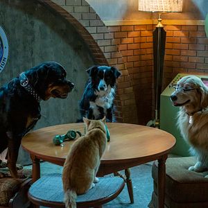 Fotoğraf Cats & Dogs 3: Paws Unite