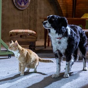 Fotoğraf Cats & Dogs 3: Paws Unite