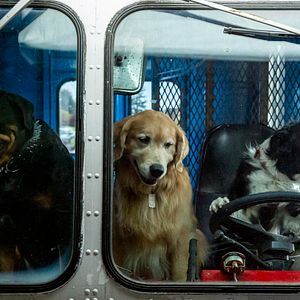 Fotoğraf Cats & Dogs 3: Paws Unite