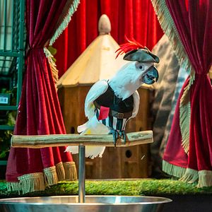 Fotoğraf Cats & Dogs 3: Paws Unite