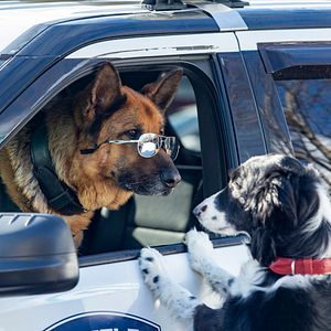 Fotoğraf Cats & Dogs 3: Paws Unite