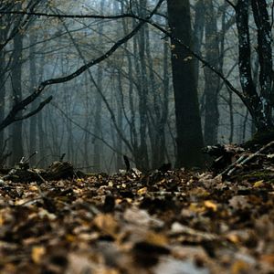 Fotoğraf Les Animaux anonymes