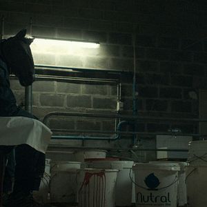 Fotoğraf Les Animaux anonymes