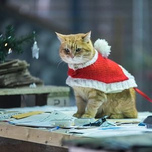 Fotoğraf A Gift From Bob