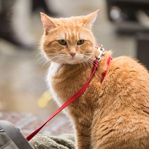 Fotoğraf A Gift From Bob