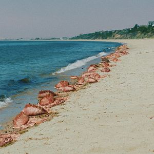 Fotoğraf The Beach House