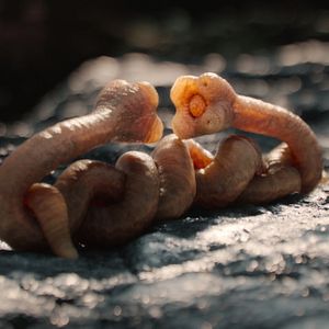 Fotoğraf Uzaylıların Dünyaları