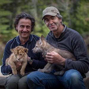 Fotoğraf Le Loup et le Lion