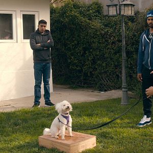 Fotoğraf Canine Intervention