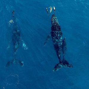 Fotoğraf Seaspiracy