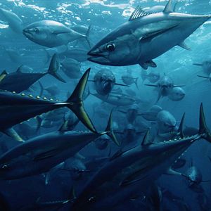 Fotoğraf Seaspiracy