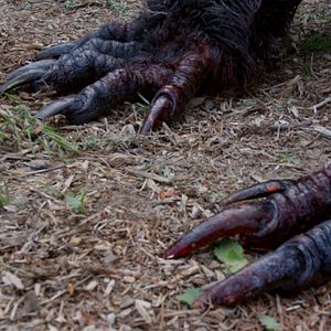 Fotoğraf Big Freaking Rat