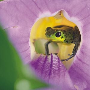 Fotoğraf David Attenborough ile Yaşamın Renkleri