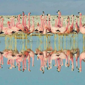 Fotoğraf David Attenborough ile Yaşamın Renkleri