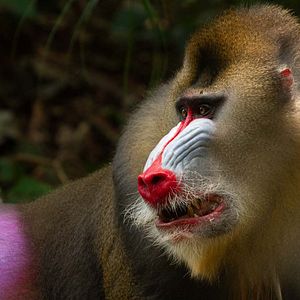 Fotoğraf David Attenborough ile Yaşamın Renkleri