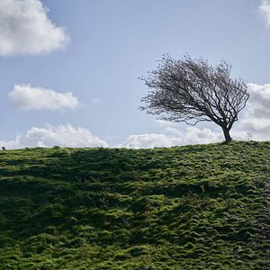 Fotoğraf Wild Mountain Thyme
