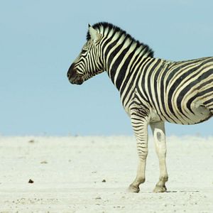 Fotoğraf Gezegenimizin Kritik Eşikleri