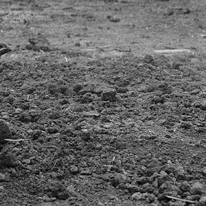 Fotoğraf Boyalı Kuş