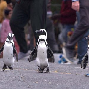 Fotoğraf Penguin Town