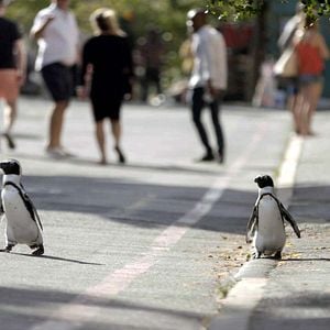 Fotoğraf Penguin Town