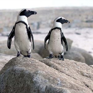 Fotoğraf Penguin Town