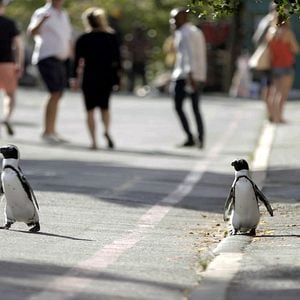 Fotoğraf Penguin Town