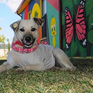 Fotoğraf Sen Çal Kapımı