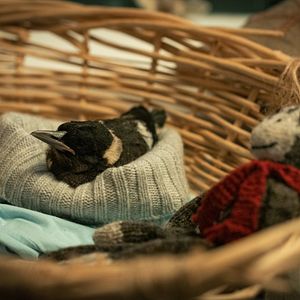 Fotoğraf Penguen Bloom