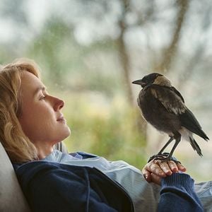 Fotoğraf Penguen Bloom