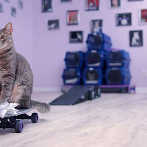 Fotoğraf Cat People