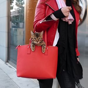 Fotoğraf Cat People