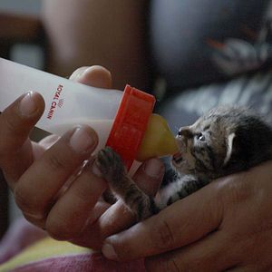 Fotoğraf Cat People