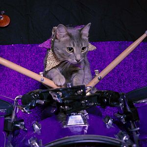 Fotoğraf Cat People