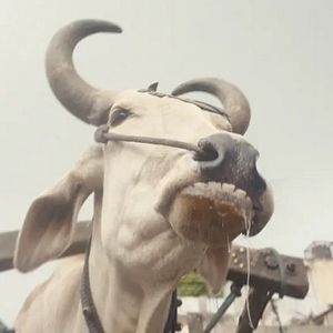 Fotoğraf Görünmez Şeytanlar