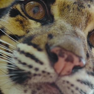 Fotoğraf Hayvanların Sırları