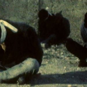 Fotoğraf The First 54 Years: An Abbreviated Manual for Military Occupation