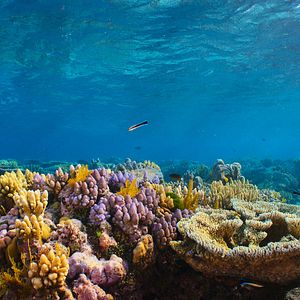 Fotoğraf Baloncuk: Resifin Mucizeleri