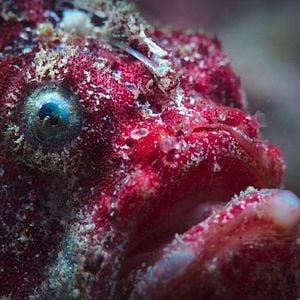 Fotoğraf Baloncuk: Resifin Mucizeleri