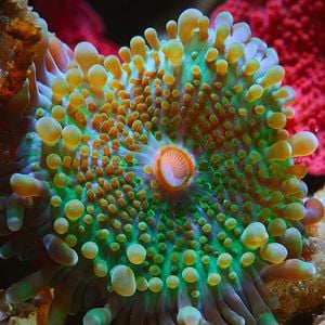 Fotoğraf Baloncuk: Resifin Mucizeleri