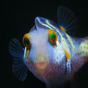 Fotoğraf Baloncuk: Resifin Mucizeleri