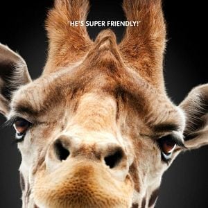 Fotoğraf Hangover 3: Felekten Bir Gece