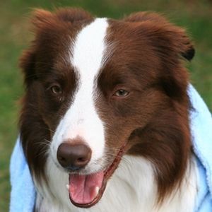 Fotoğraf Köpek Max