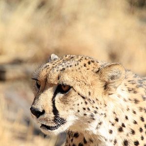 Fotoğraf Safari Macerası