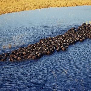 Fotoğraf Safari Macerası