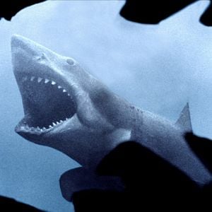 Fotoğraf Jaws