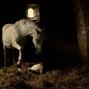 Fotoğraf Adalet İçin