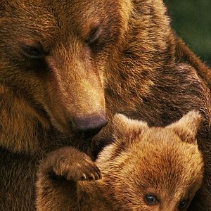 Fotoğraf Bears