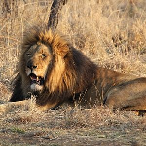 Fotoğraf Safari Macerası