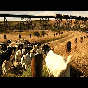 Fotoğraf The Young and Prodigious T.S. Spivet