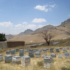 Fotoğraf Arı Yetiştiricisi